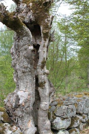 Sporrakulla
