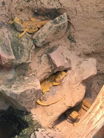 Malmö reptilcenter